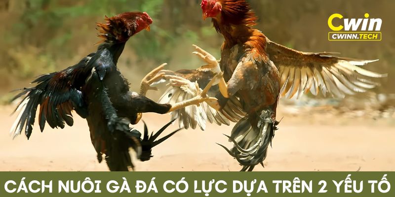 Cach-nuoi-ga-da-co-luc-dua-tren-2-yeu-to