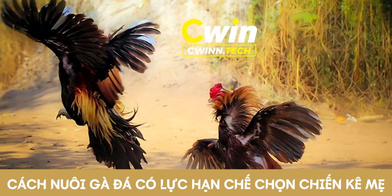 Cach-nuoi-ga-da-co-luc-han-che-chon-lua-chien-ke-me