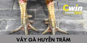 Vay-ga-huyen-tram