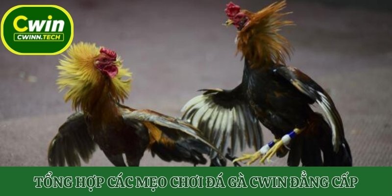 da-ga-cwin-meo-cao-thu