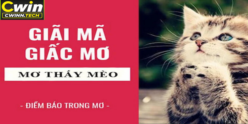 mo-thay-meo-nhung-dieu-bao